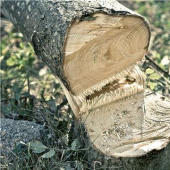 Husqvarna 530iP4 Battery polesaw Husqvarna 530iP4 Battery polesaw